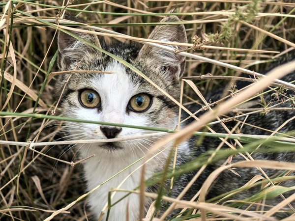 Wie passen sich Tiere an stÃ¤dtische LebensrÃ¤ume an?