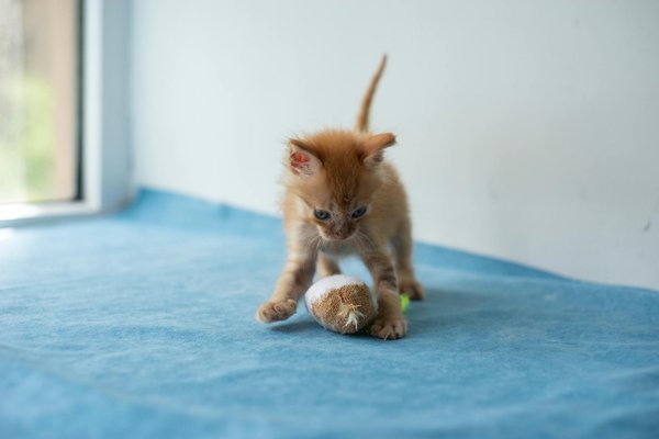 Welche ErnÃ¤hrung ist optimal fÃ¼r Hunde?