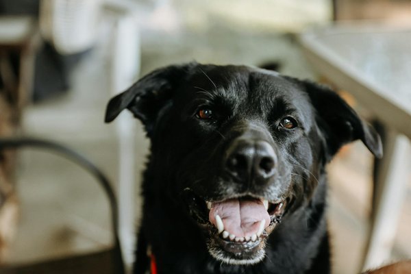 Wie unterstÃ¼tzt man die mentale Stimulation von Katzen?